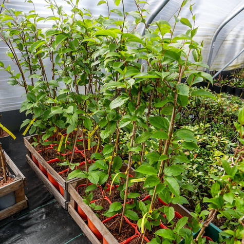 Mini Kiwi Aktinidia Ostrolistna Ananasnaya Żeńska Czerwona