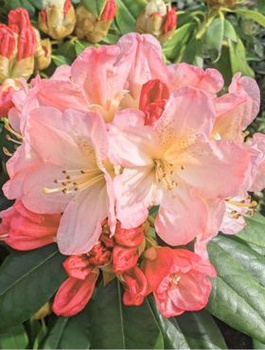 Rododendron Percy Wieseman łososiowy (C2)