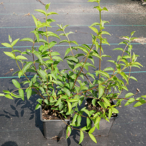 Żylistek karbowany 'Dippon' (P9)