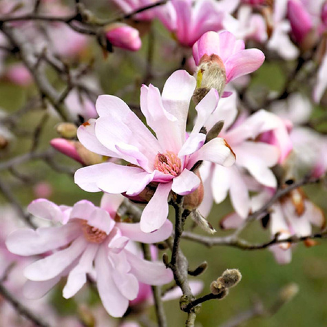 Magnolia Leonard Messel (C2)