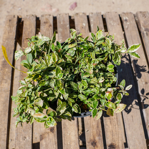 Trzmielina Fortune'a Harlequin (C2)