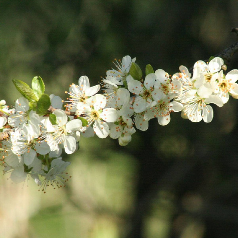 Śliwa Krasnaja Distertnaja Plant Pack