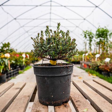 Dabecja kantabryjska (C2)