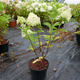 Mini Hortensja bukietowa Gardenlights Whitelight'obficie kwitnąca (C2)