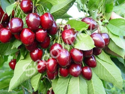 Czereśnia SAMOPŁODNA Staccato w doniczce (C2)