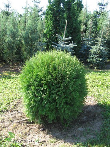 Thuja Tuja Żywotnik zachodni Globosa (C2)