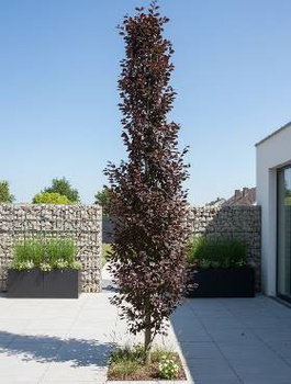 Buk kolumnowy Dawyck Purple