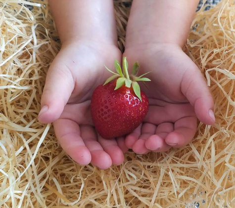 Truskawka El Gigant multiplat 10szt