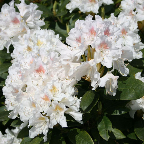 Rododendron Różanecznik biały (C2)