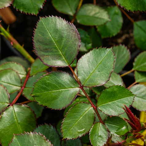 Róża rabatowa CIEMNOCZERWONA pachnąca