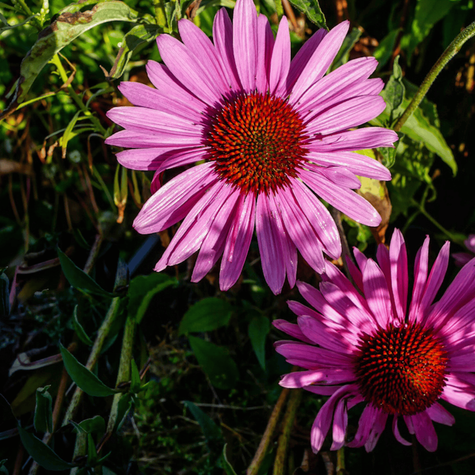 Jeżówka purpurowa Deep Rose (C2)