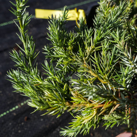 Jałowiec łuskowaty Blue Carpet niebieski dywan (C2)