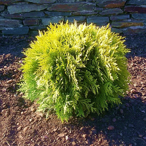 Thuja Tuja Żywotnik zachodni Miriam