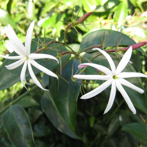 Jaśmin laurifolium Angel Wing (C2)