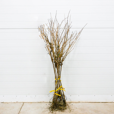 Agrest czerwony Spine Free bezkolcowy na pniu Plant Pack