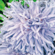 Aster chiński chryzantemowy wysoki niebieski 1g