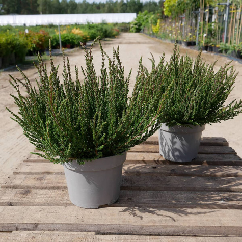 6 x Wrzos pospolity czerwony kwiat zielone liście sadzonki