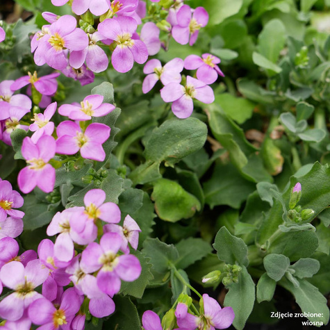 Gesiówka kaukaska Pinkie (C2)