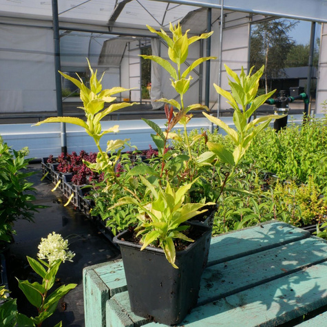 Żylistek szorstki Aurea (P9)