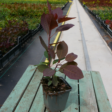 Perukowiec podolski Grace (P9)