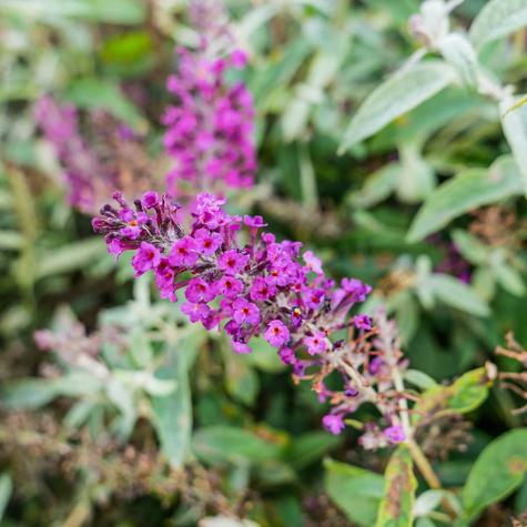 Budleja Dawida Summer Bird Magenta karłowa (C2)