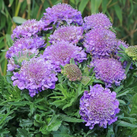 Driakiew gołębia Cuori Blue (C2)