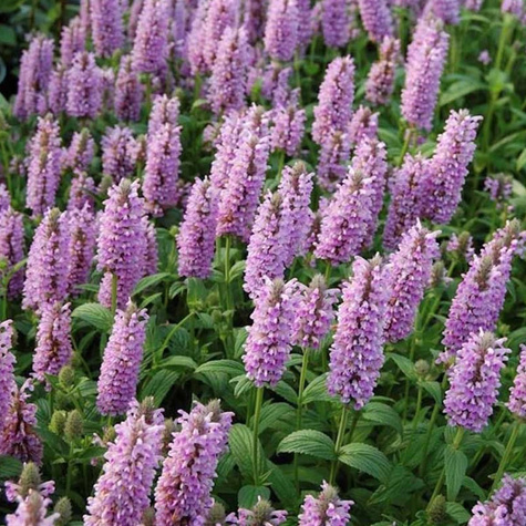 Kocimiętka żyłkowana Pink Cat (C2)