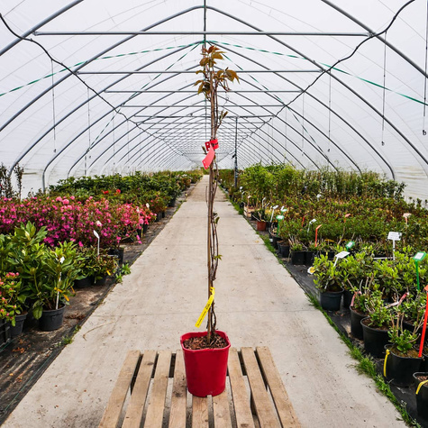 Winobluszcz pięciolistkowy Redwal Troki