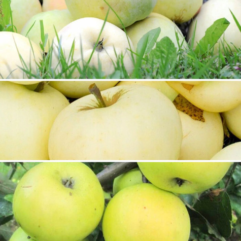 Zestaw Jabłoni Staropolskich Smak Dawnych Sadów Plant Pack