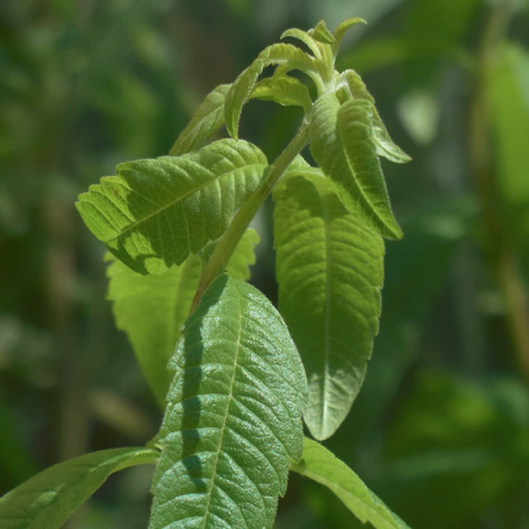 Werbena cytrynowa Pachnie Freshman (C2)