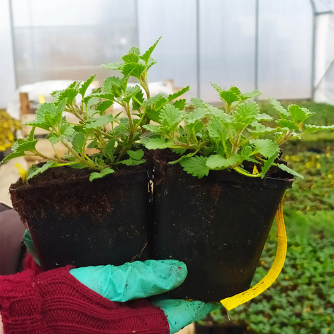 Kocimiętka Faassena (C2)