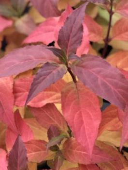 Zadrzewnia czerwona Kodiak Red