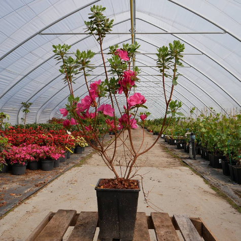 Azalia japońska Geisha Pink (C2)