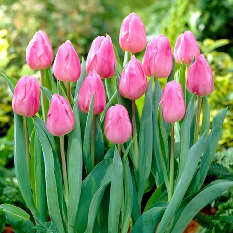 Tulipan pojedynczy wczesny Aafke