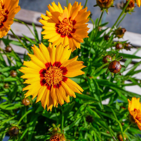 Nachyłek lancetowaty Sunfire (C2)