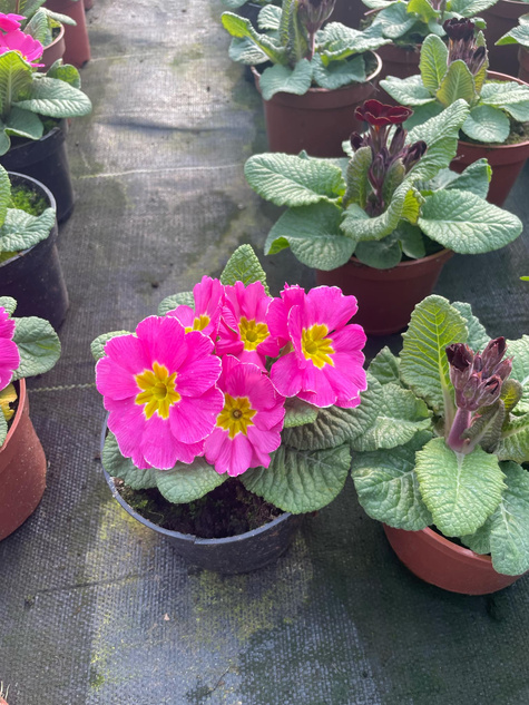 Prymulka Pierwiosnek ciemnoróżowa sadzonka w doniczce