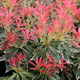 Pieris japoński Flaming Silver (P9)