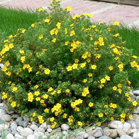 Pięciornik krzewiasty Bella Lindsey (C2)