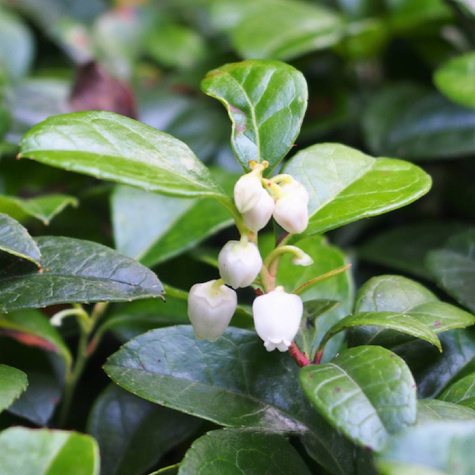 Golteria pełzająca rozesłana (C2)