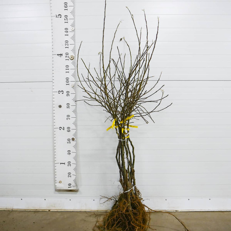 Jabłoń Rubinstar Plant Pack