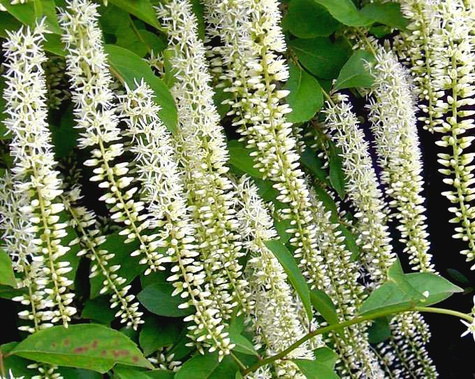 Itea wirginijska Henry's Garnet (P9)