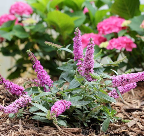 Budleja Dawida Pink Micro Chip