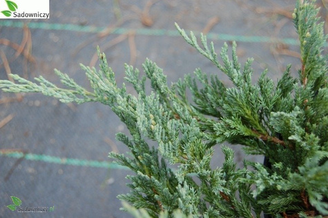 Jałowiec płożący Blue Chip dywanowy (P9)