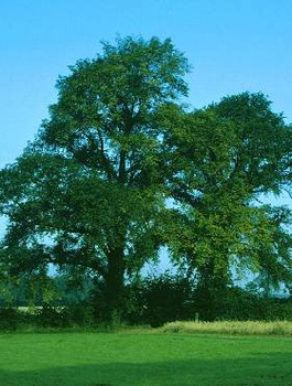 Wiąz szypułkowy pospolity Plant Pack
