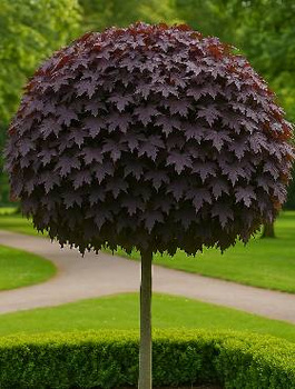 Klon szczepiony na pniu Purple Globe (Pa 130)