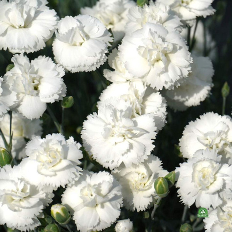 Goździk ogrodowy Sweet Pleasure White (C2)