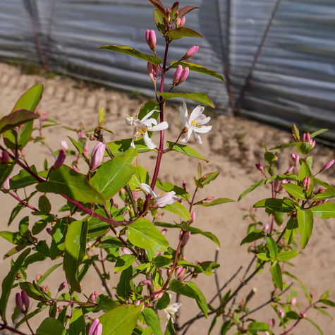 Suchodrzew tatarski (C2)