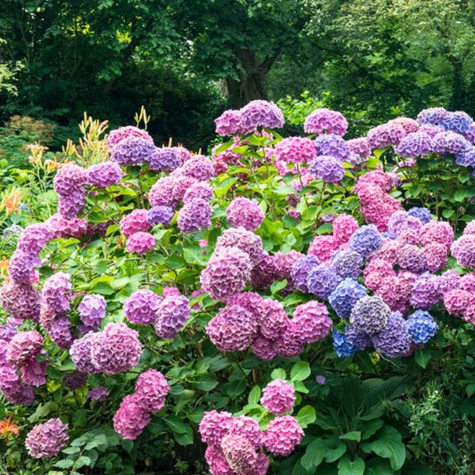 Hortensja ogrodowa Early Blue 