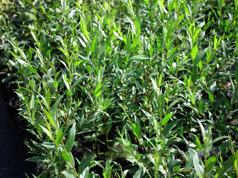 Wierzba Flame czerwone pędy (C2)