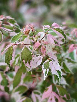 Klon jesionolistny Flamingo szczepiony na pniu